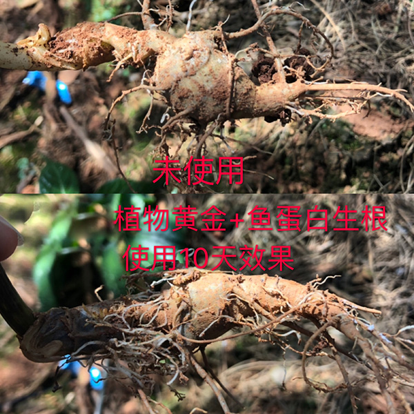 美施邦使用效果