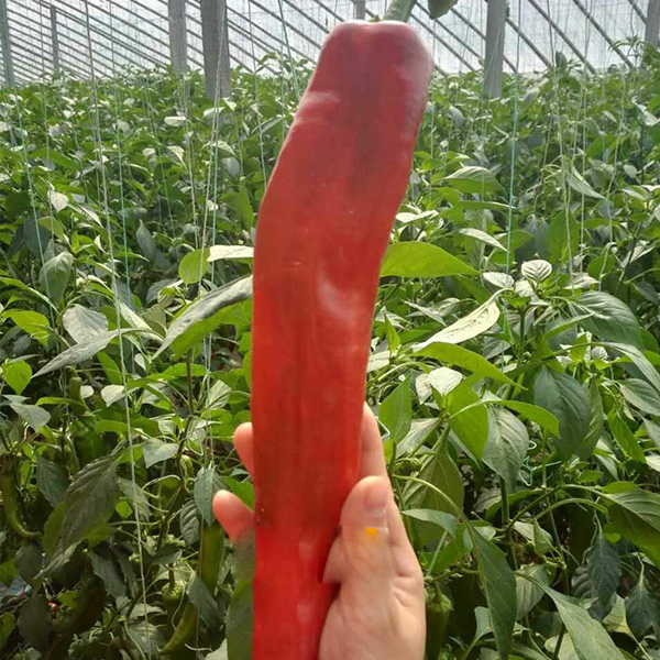 美施邦使用效果
